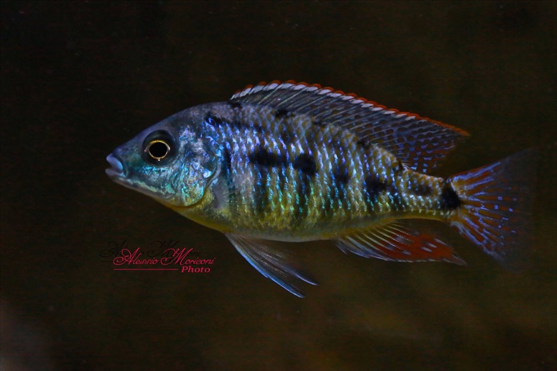 Protomelas virgatus 'Kanchedza Island'